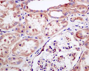 Immunohistochemistry (Formalin/PFA-fixed paraffin-embedded sections) - Anti-RPL26L1 antibody [EPR8478] (AB137046), expandable thumbnail