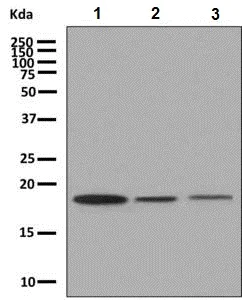 Western blot - Anti-RPL26L1 antibody [EPR8478] (AB137046)