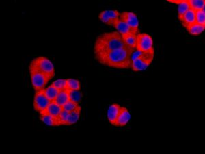 Immunocytochemistry/ Immunofluorescence - Anti-RPL26L1 antibody [EPR8478] - BSA and Azide free (AB248784)