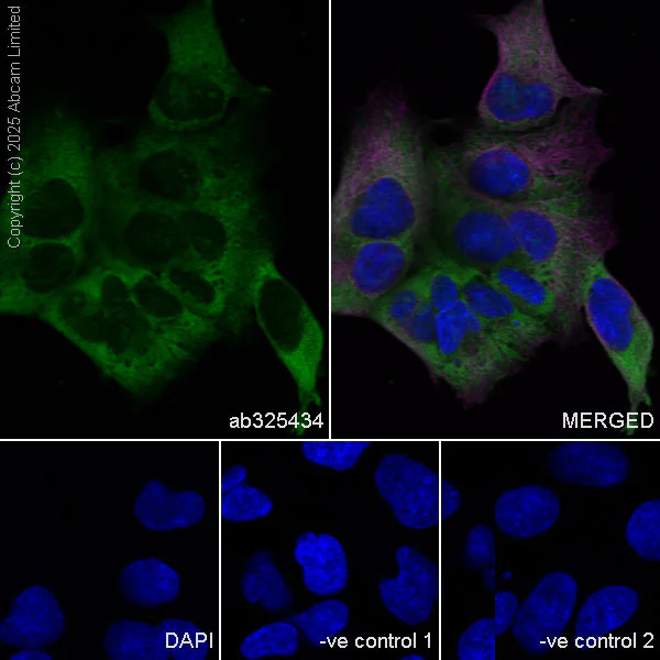 Immunocytochemistry/ Immunofluorescence - Anti-RPL26+RPL26L antibody [EPR28600-70] (AB325434)