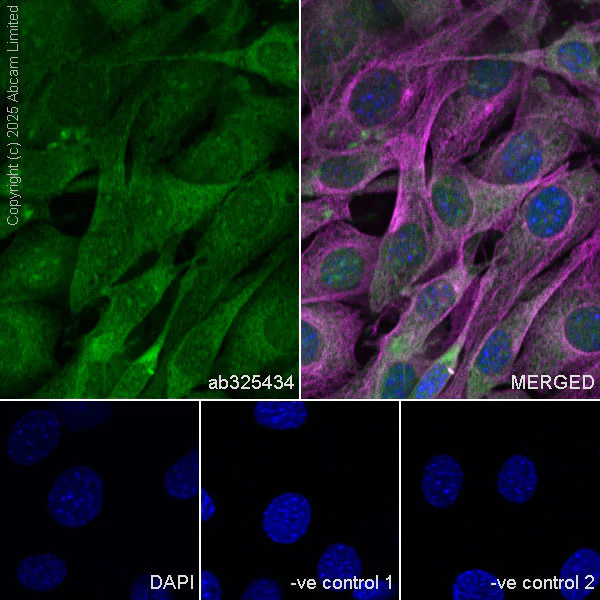 Immunocytochemistry/ Immunofluorescence - Anti-RPL26+RPL26L antibody [EPR28600-70] (AB325434)