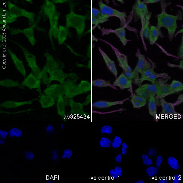 Immunocytochemistry/ Immunofluorescence - Anti-RPL26+RPL26L antibody [EPR28600-70] (AB325434)