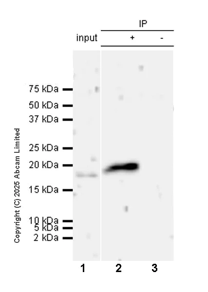 Immunoprecipitation - Anti-RPL26+RPL26L antibody [EPR28600-70] (AB325434)