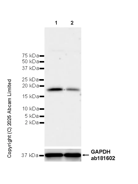 Western blot - Anti-RPL26+RPL26L antibody [EPR28600-70] (AB325434)
