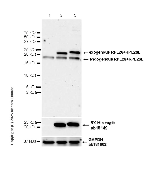 Western blot - Anti-RPL26+RPL26L antibody [EPR28600-70] (AB325434)
