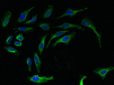 Immunocytochemistry/ Immunofluorescence - Anti-RPL27/RPL27A antibody (AB236906)