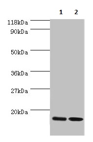 Anti-RPL27/RPL27A antibody (ab236906) | Abcam