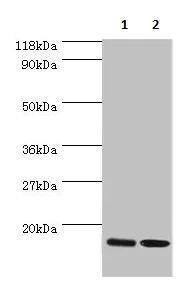 Western blot - Anti-RPL27/RPL27A antibody (AB236906)