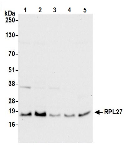 Western blot - Anti-RPL27/RPL27A antibody (AB241409)