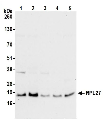 Western blot - Anti-RPL27/RPL27A antibody (AB241409)