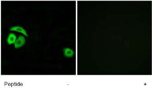Immunocytochemistry/ Immunofluorescence - Anti-RPL27A antibody (AB74731)