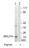 Western blot - Anti-RPL27A antibody (AB74731)