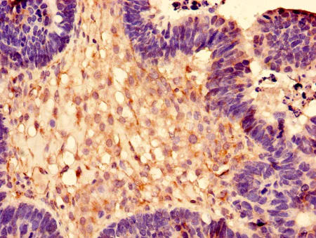 Immunohistochemistry (Formalin/PFA-fixed paraffin-embedded sections) - Anti-RPL28 antibody (AB193164)