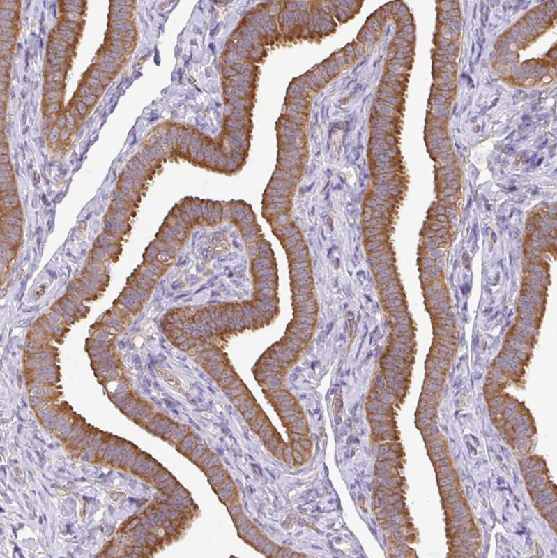 Immunohistochemistry (Formalin/PFA-fixed paraffin-embedded sections) - Anti-RPL28 antibody (AB254927)