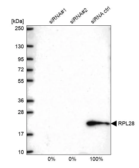 Western blot - Anti-RPL28 antibody (AB254927)