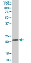 Western blot - Anti-RPL29 antibody (AB67196)