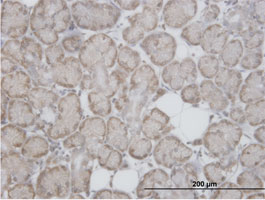 Immunohistochemistry (Formalin/PFA-fixed paraffin-embedded sections) - Anti-RPL29 antibody (AB88514)