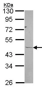 Western blot - Anti-RPL3 antibody (AB154882)
