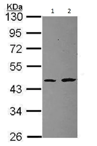 Western blot - Anti-RPL3 antibody (AB228638)
