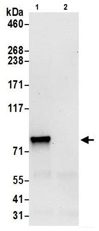 Immunoprecipitation - Anti-RPL3 antibody (AB241412)