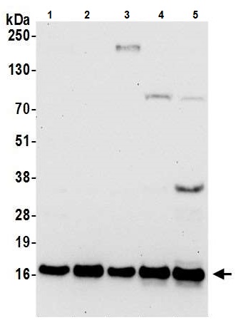 Western blot - Anti-RPL30 antibody (AB241414), expandable thumbnail