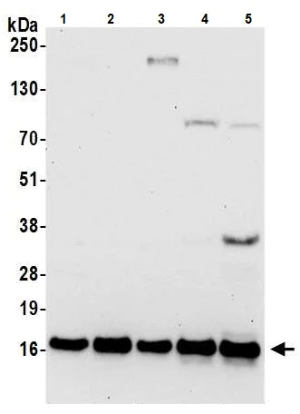 Western blot - Anti-RPL30 antibody (AB241414)