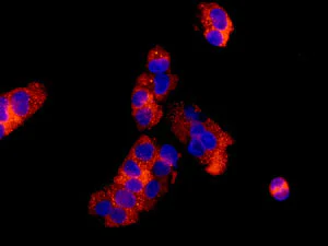 Immunocytochemistry/ Immunofluorescence - Anti-RPL30 antibody [EPR11624] - BSA and Azide free (AB249601)