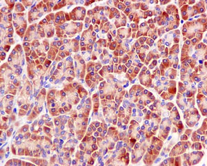 Immunohistochemistry (Formalin/PFA-fixed paraffin-embedded sections) - Anti-RPL30 antibody [EPR11624] - BSA and Azide free (AB249601)