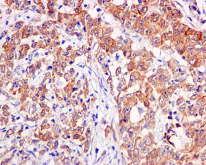 Immunohistochemistry (Formalin/PFA-fixed paraffin-embedded sections) - Anti-RPL30 antibody [EPR11624] - BSA and Azide free (AB249601)