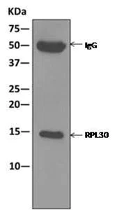 Immunoprecipitation - Anti-RPL30 antibody [EPR11624] - BSA and Azide free (AB249601)