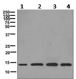 Western blot - Anti-RPL30 antibody [EPR11624] - BSA and Azide free (AB249601)