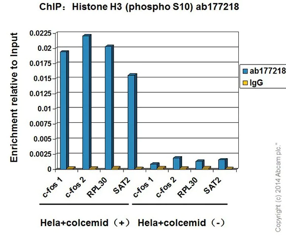 ChIP - RPL30 positive control ChIP primer pair (AB269262)