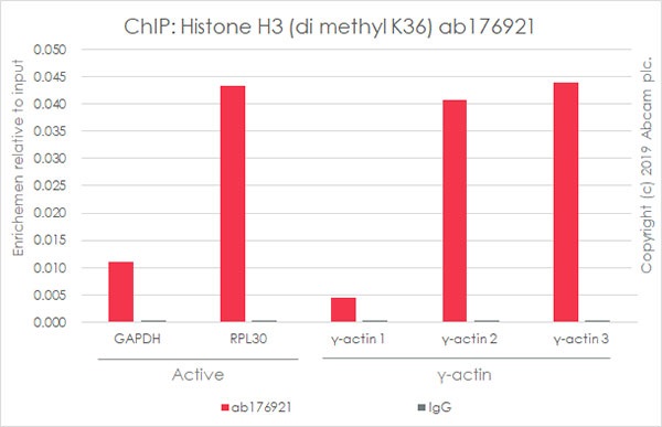 ChIP - RPL30 positive control ChIP primer pair (AB269262), expandable thumbnail