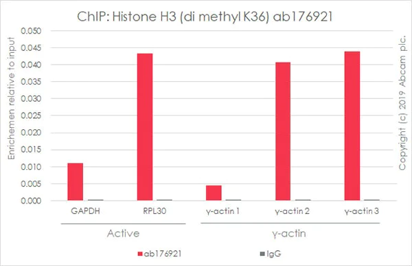 ChIP - RPL30 positive control ChIP primer pair (AB269262)