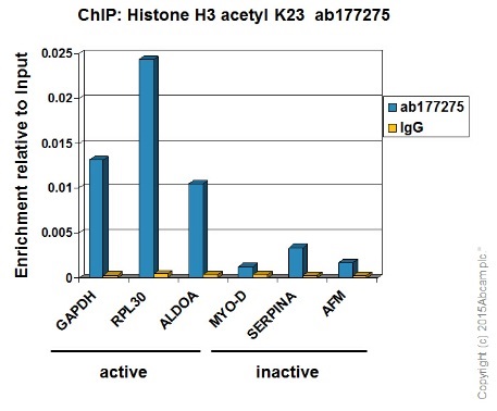 ChIP - RPL30 positive control ChIP primer pair (AB269262), expandable thumbnail