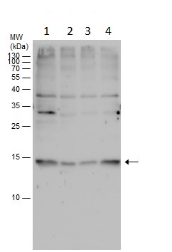 Western blot - Anti-RPL31 antibody (AB229534)