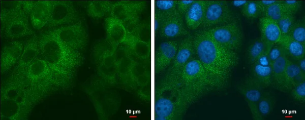 Immunocytochemistry/ Immunofluorescence - Anti-RPL32 antibody (AB229758)