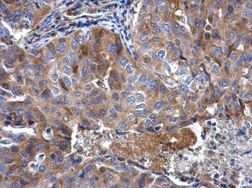 Immunohistochemistry (Formalin/PFA-fixed paraffin-embedded sections) - Anti-RPL32 antibody (AB229758)