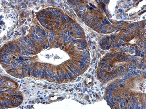Immunohistochemistry (Formalin/PFA-fixed paraffin-embedded sections) - Anti-RPL32 antibody (AB229758)