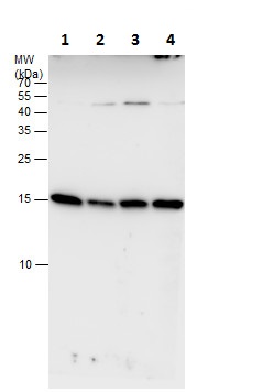 Western blot - Anti-RPL32 antibody (AB229758), expandable thumbnail