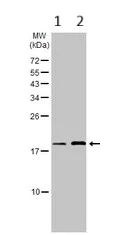 Western blot - Anti-RPL32 antibody (AB229758)