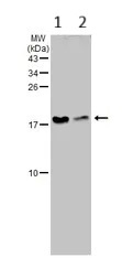 Western blot - Anti-RPL32 antibody (AB229758)