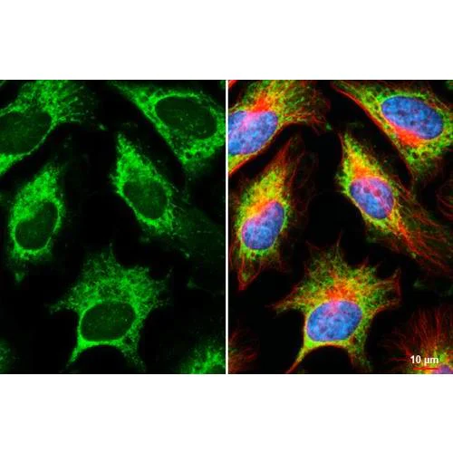 Immunocytochemistry/ Immunofluorescence - Anti-RPL32 antibody [HL2329] (AB317198)