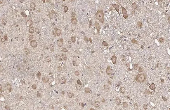 Immunohistochemistry (Formalin/PFA-fixed paraffin-embedded sections) - Anti-RPL32 antibody [HL2329] (AB317198)