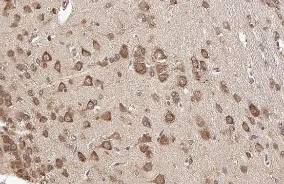 Immunohistochemistry (Formalin/PFA-fixed paraffin-embedded sections) - Anti-RPL32 antibody [HL2329] (AB317198)