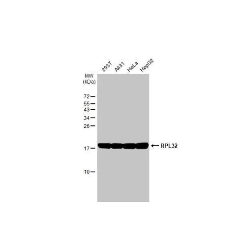 Western blot - Anti-RPL32 antibody [HL2329] (AB317198)
