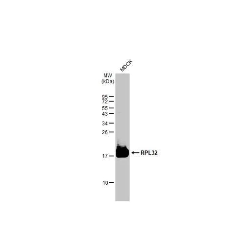 Western blot - Anti-RPL32 antibody [HL2329] (AB317198)