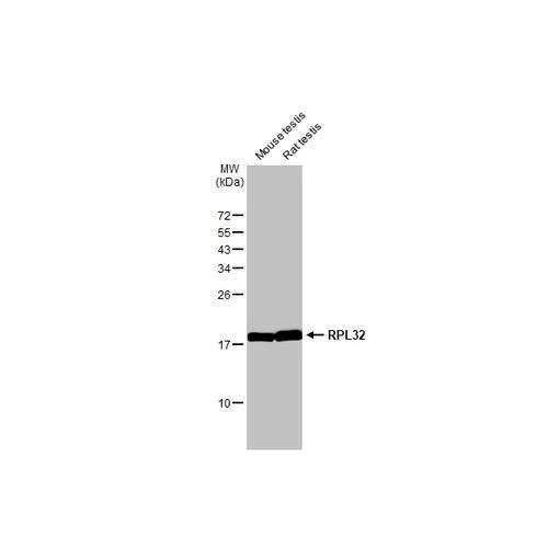 Western blot - Anti-RPL32 antibody [HL2329] (AB317198)