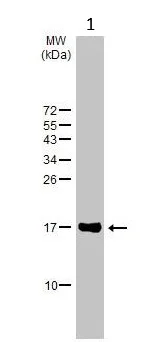 Western blot - Anti-RPL32 antibody [HL2329] (AB317198)