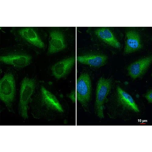 Immunocytochemistry/ Immunofluorescence - Anti-RPL32 antibody [HL2331] (AB317199)